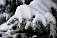Blue Spruce #1